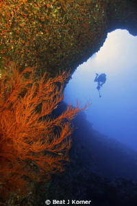 Black coral in front of a photographer diver. by Beat J Korner 